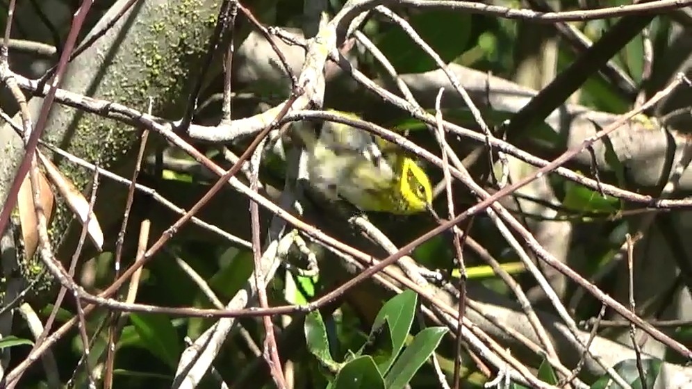 Paruline de Townsend - ML642947785