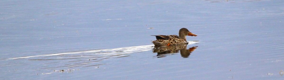 Халбага нугас - ML642947786
