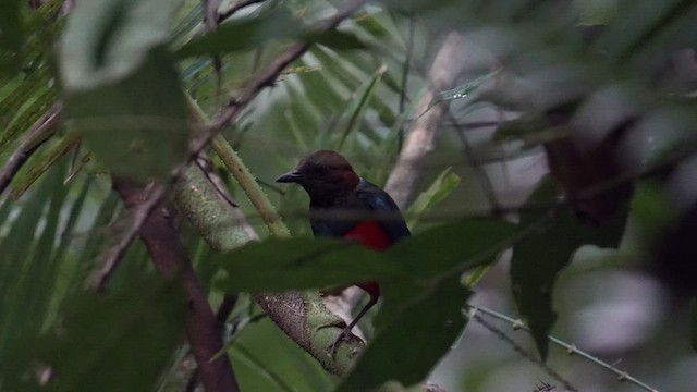 Philippine Pitta (Philippine) - ML642947788