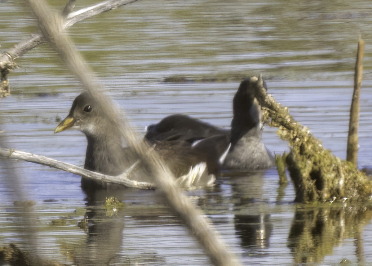 Common Gallinule - ML642947793