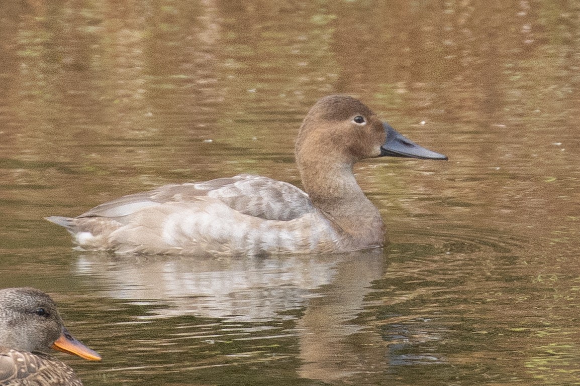 Canvasback - ML642947830