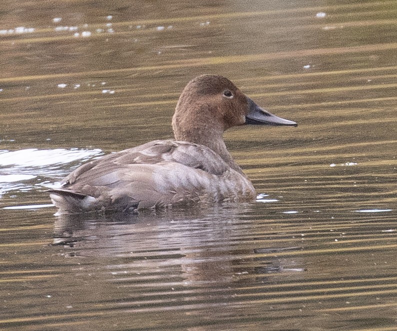 Canvasback - ML642947831