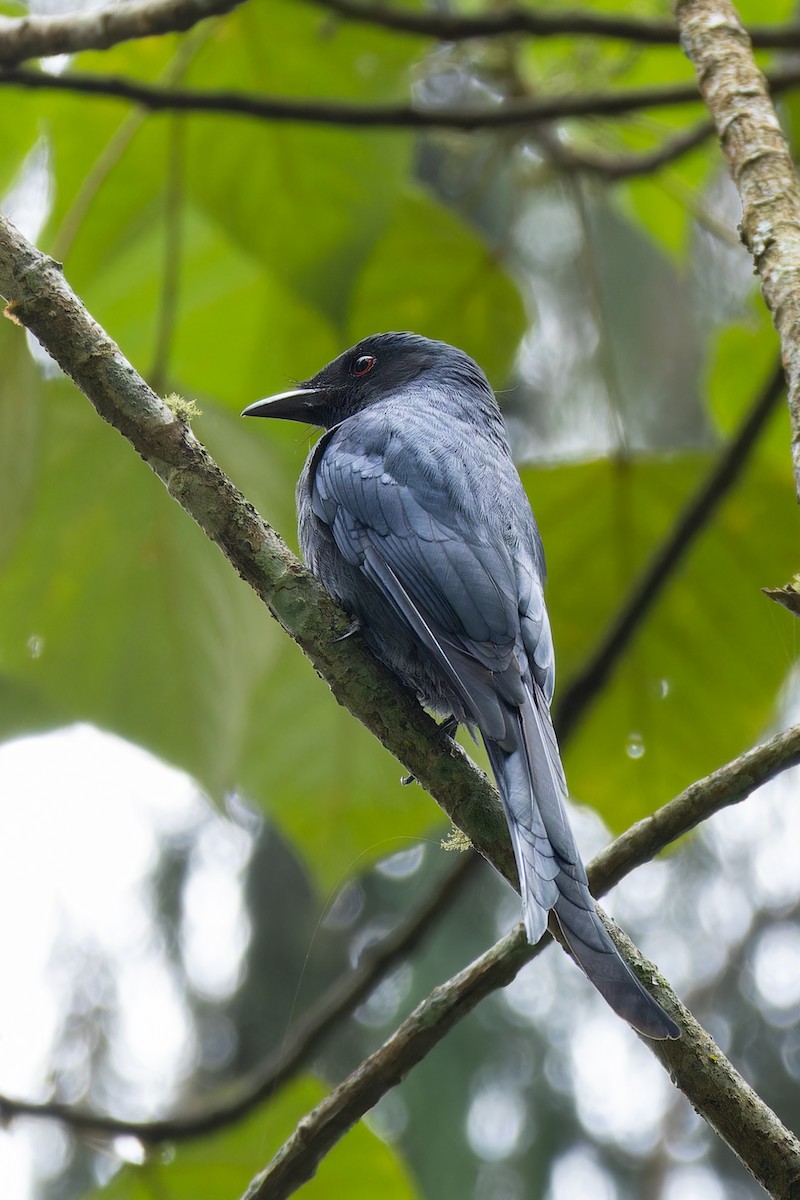 Graudrongo - ML642947837