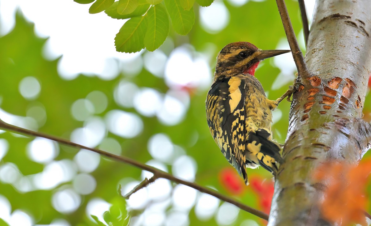 Yellow-bellied Sapsucker - ML642947860
