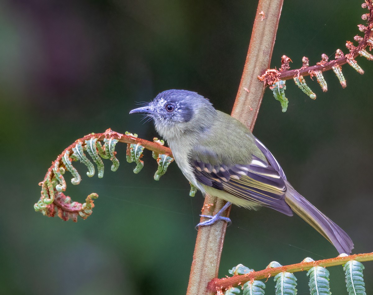 Slaty-capped Flycatcher - ML642947872