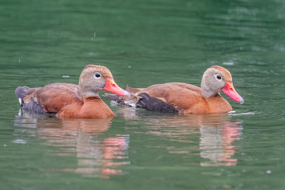 Black-bellied Whistling-Duck - ML642947880