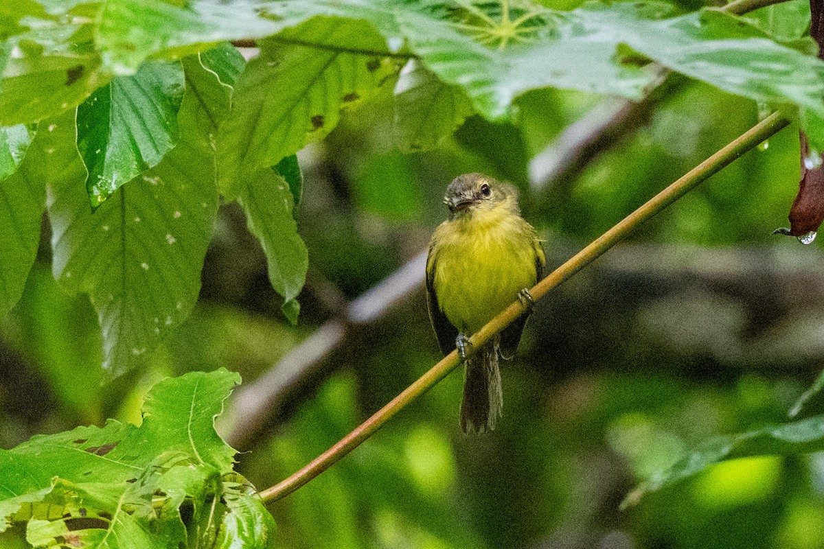 Yellow Tyrannulet - ML642947884