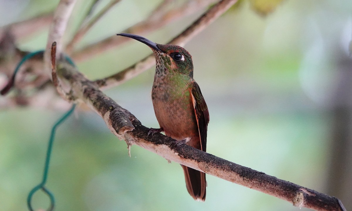 Fawn-breasted Brilliant - ML642947890