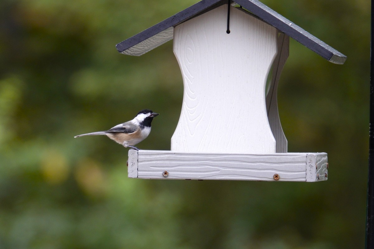 Carolina/Black-capped Chickadee - ML642947913