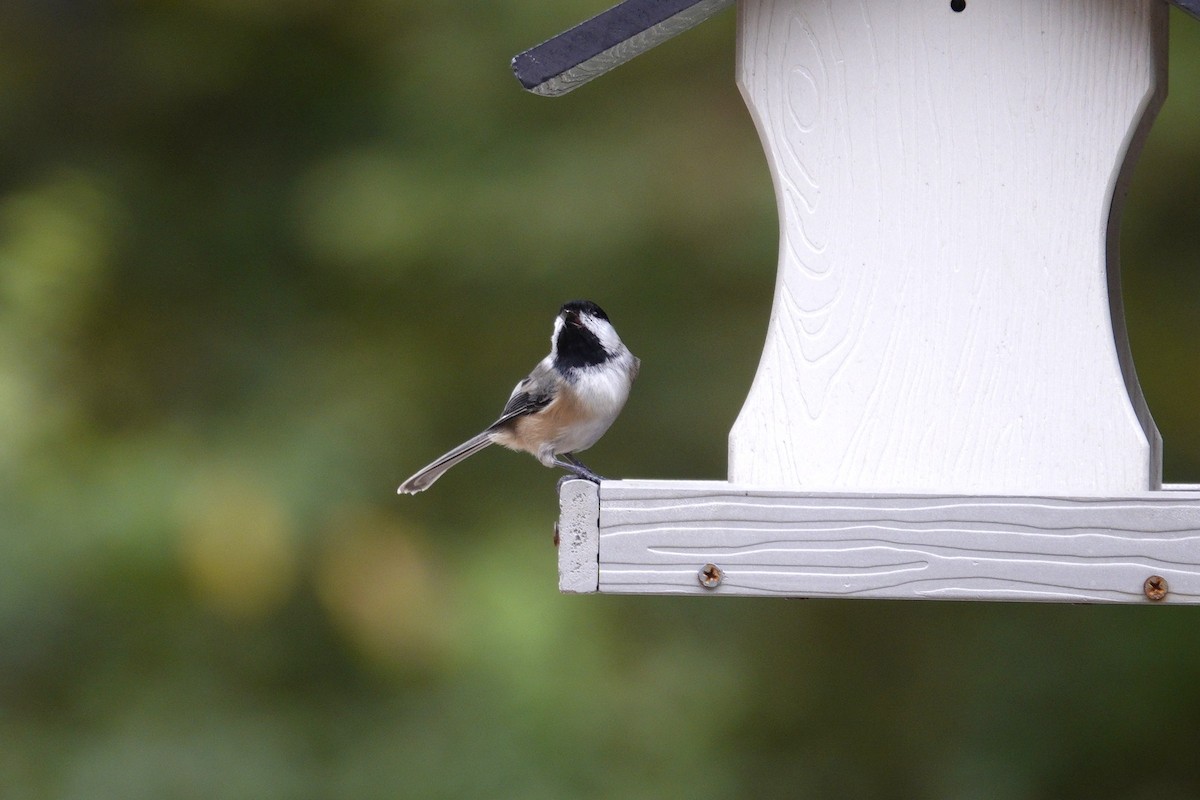 Carolina/Black-capped Chickadee - ML642947914