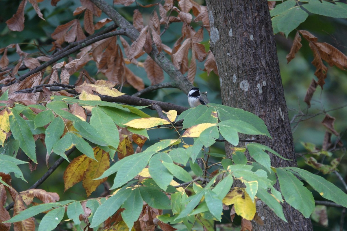 Carolina/Black-capped Chickadee - ML642947915