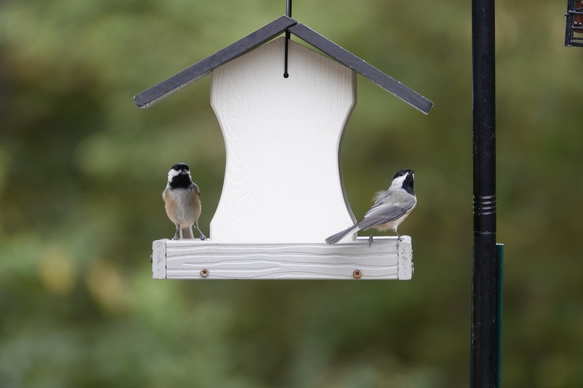 Carolina/Black-capped Chickadee - ML642947916