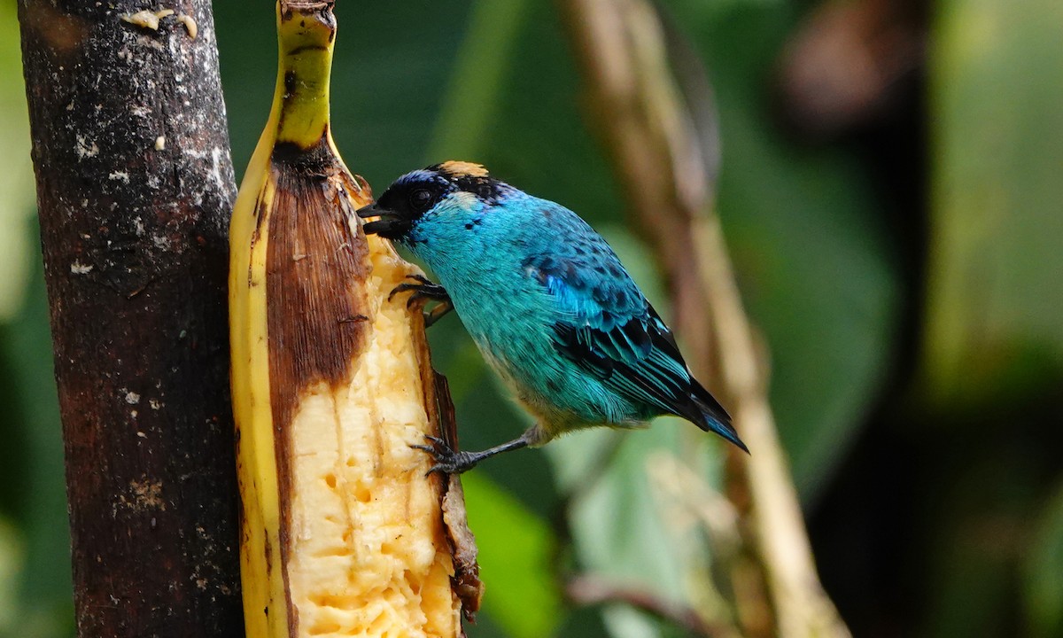 Golden-naped Tanager - ML642947917