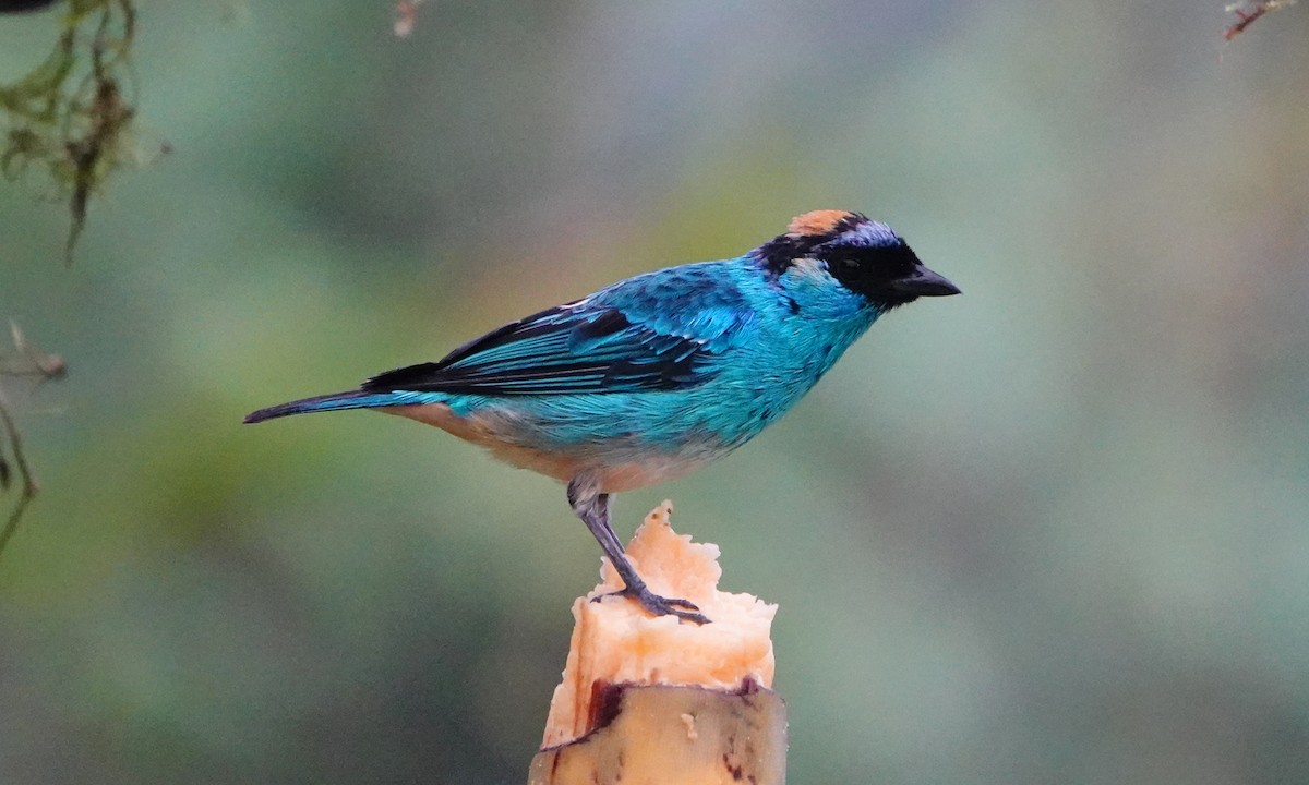 Golden-naped Tanager - ML642947918