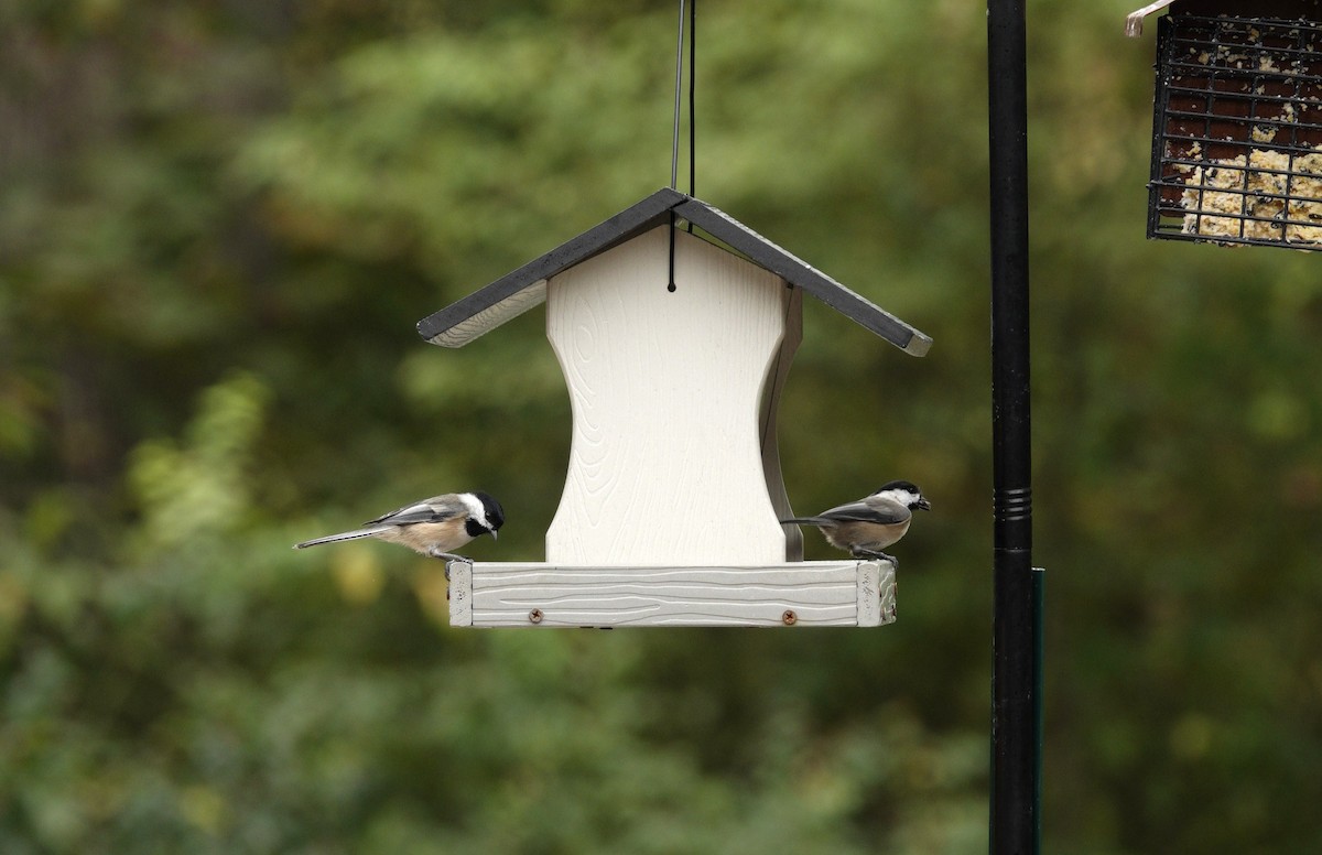 Carolina/Black-capped Chickadee - ML642947919