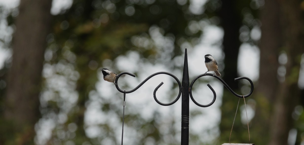Carolina/Black-capped Chickadee - ML642947920