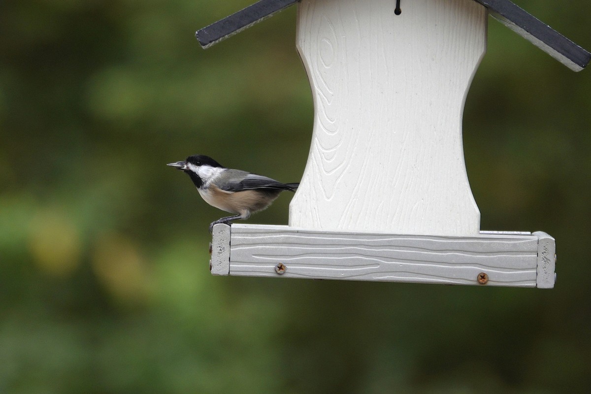 Carolina/Black-capped Chickadee - ML642947921