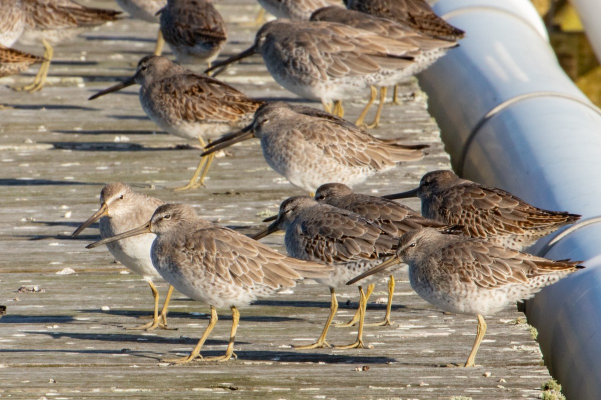 Short-billed Dowitcher - ML642947922