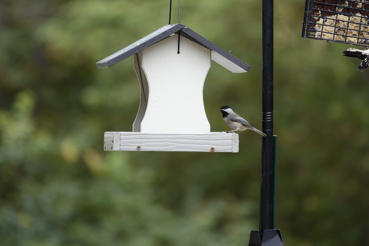 Carolina/Black-capped Chickadee - ML642947923