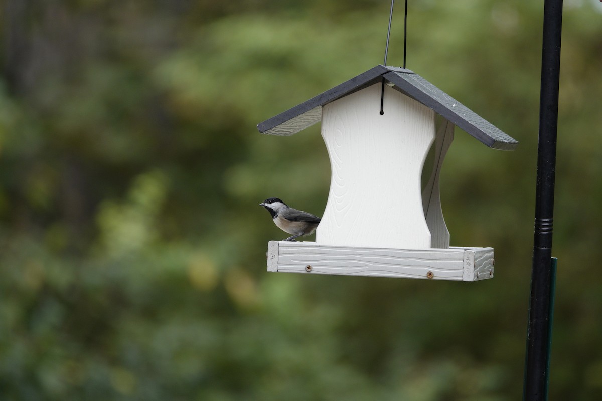 Carolina/Black-capped Chickadee - ML642947924