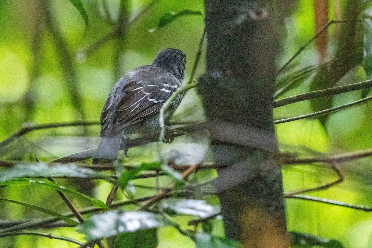 Blackish-gray Antshrike - ML642947925