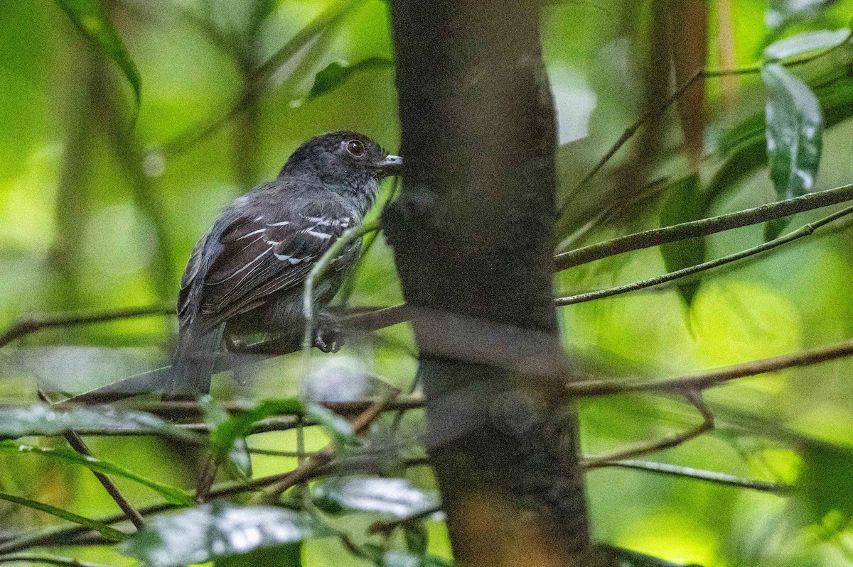 Blackish-gray Antshrike - ML642947926