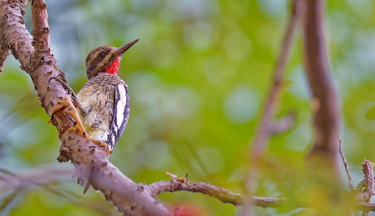 Yellow-bellied Sapsucker - ML642947928
