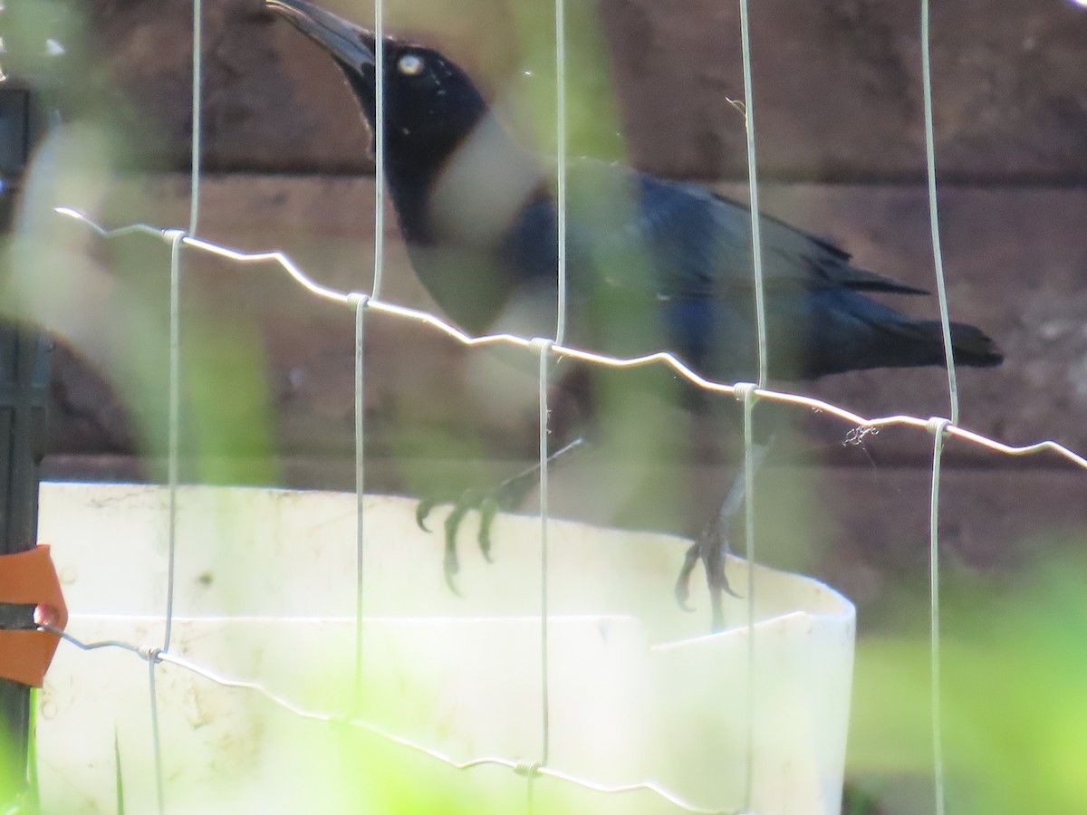 Great-tailed Grackle - ML642947931