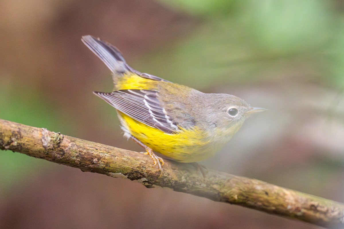 Magnolia Warbler - ML642947936