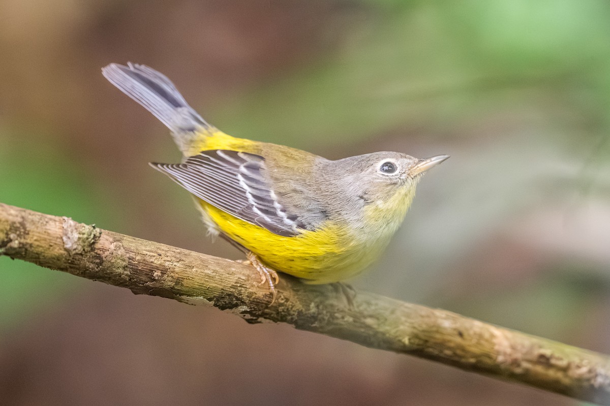 Magnolia Warbler - ML642947937