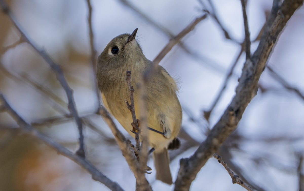 Ruby-crowned Kinglet - ML642947943