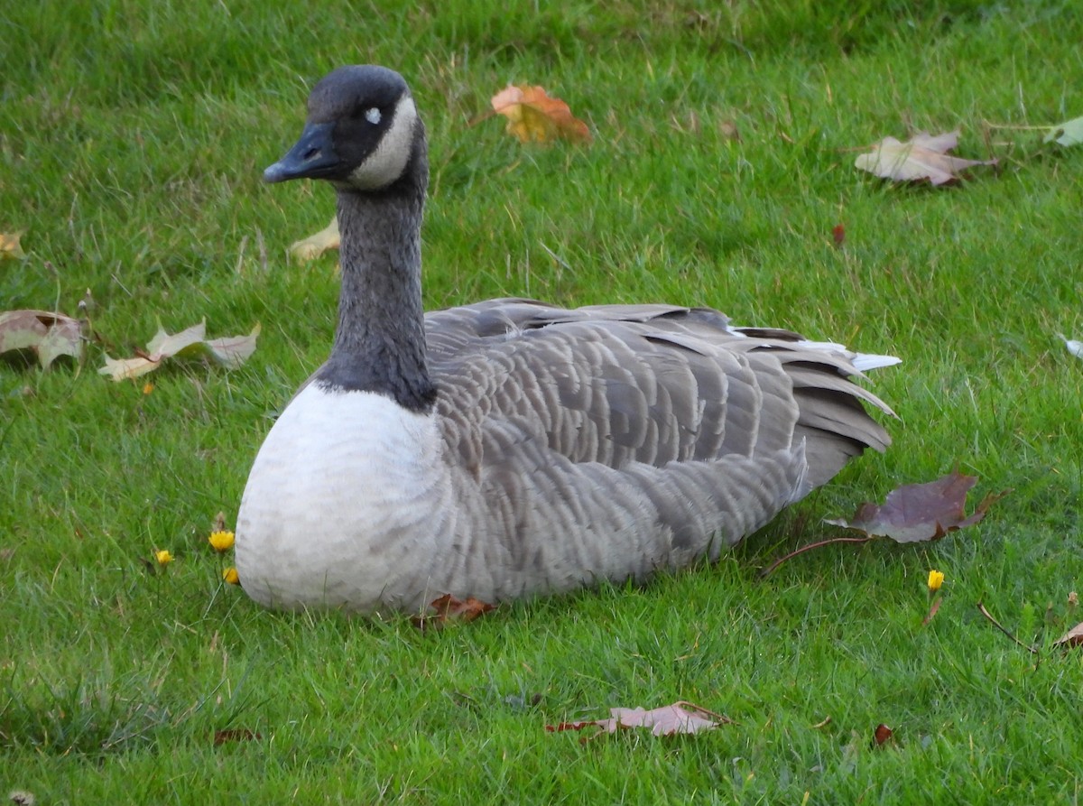 Canada Goose - ML642947945