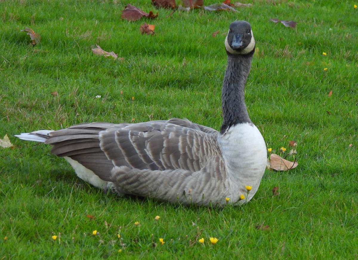 Canada Goose - ML642947946