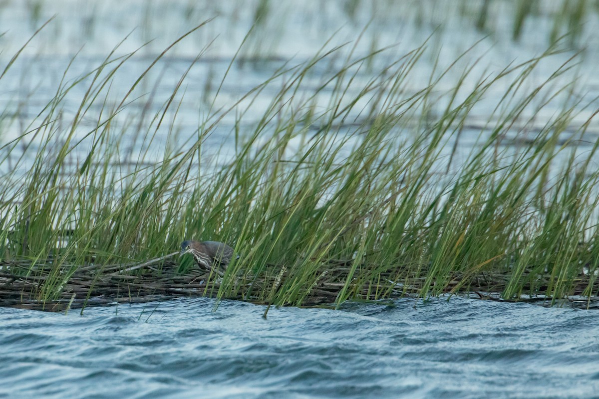 Green Heron - ML642947948