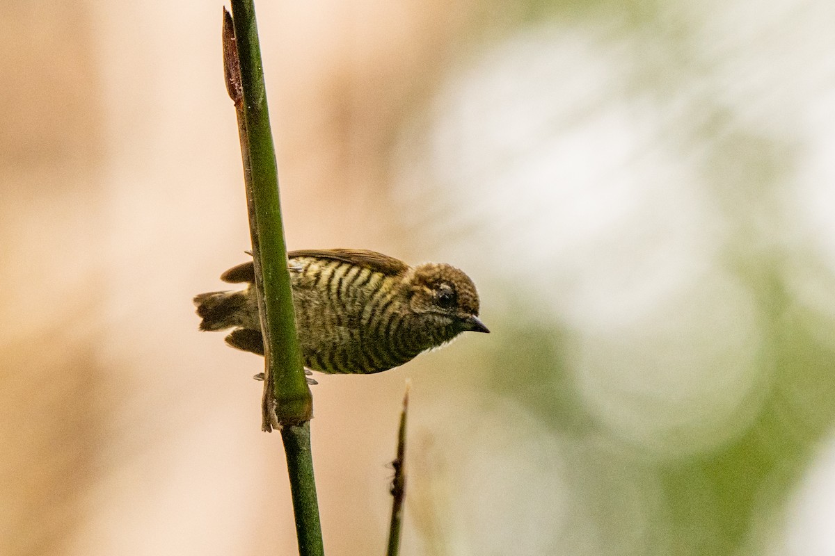 Orinoco Piculet - ML642947950