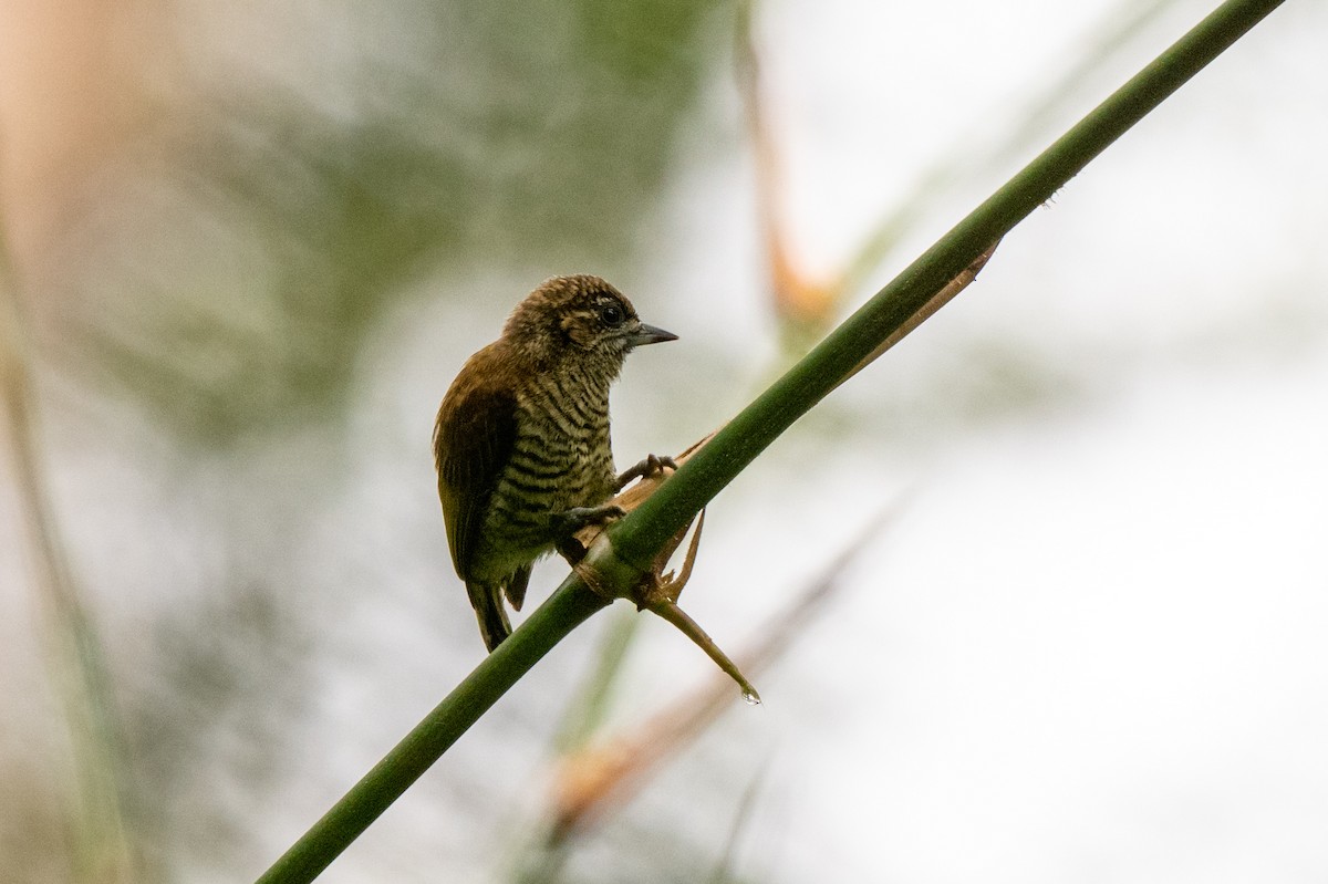 Orinoco Piculet - ML642947951
