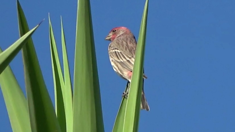 House Finch - ML642947952