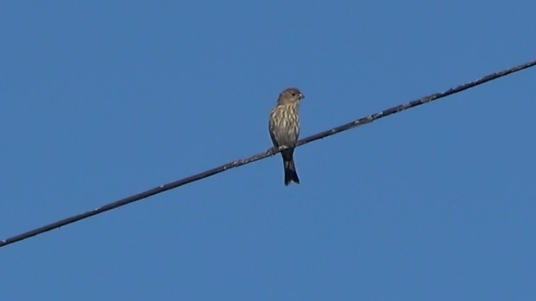 House Finch - ML642947953