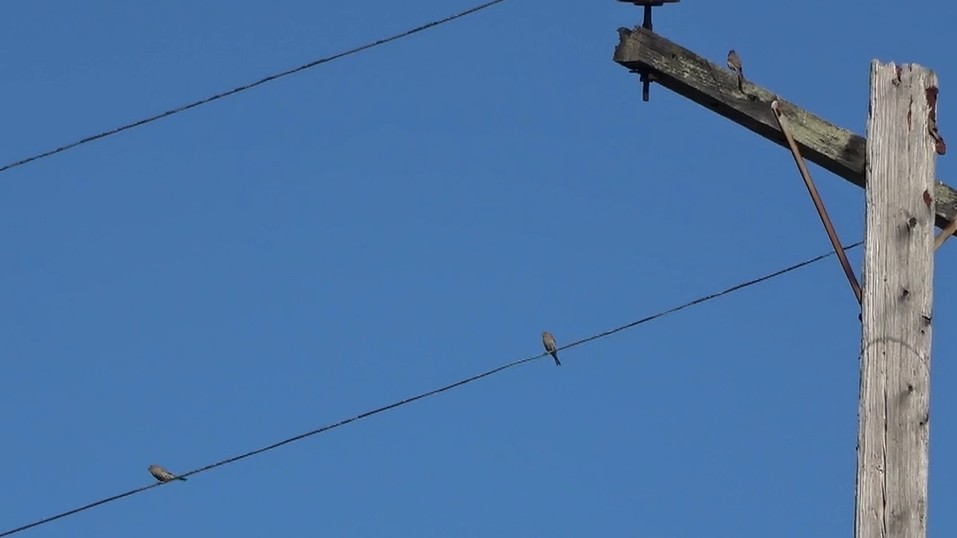 House Finch - ML642947954
