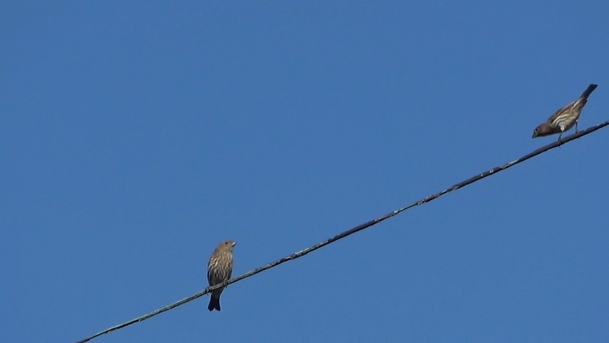 House Finch - ML642947955