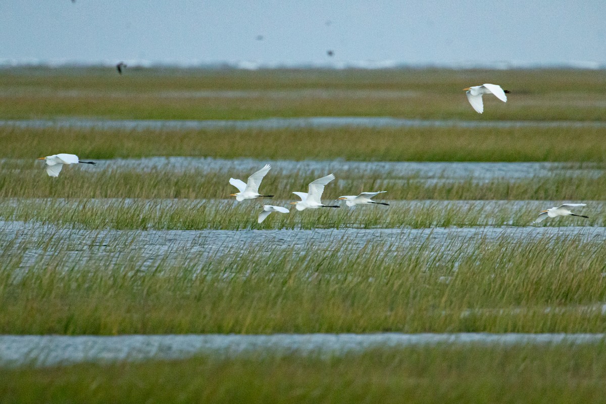 Great Egret - ML642947958