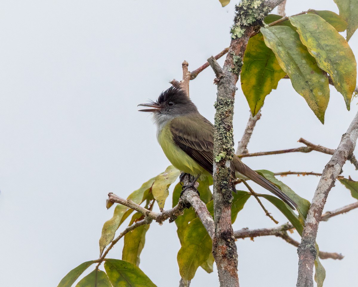 Dusky-capped Flycatcher - ML642947959
