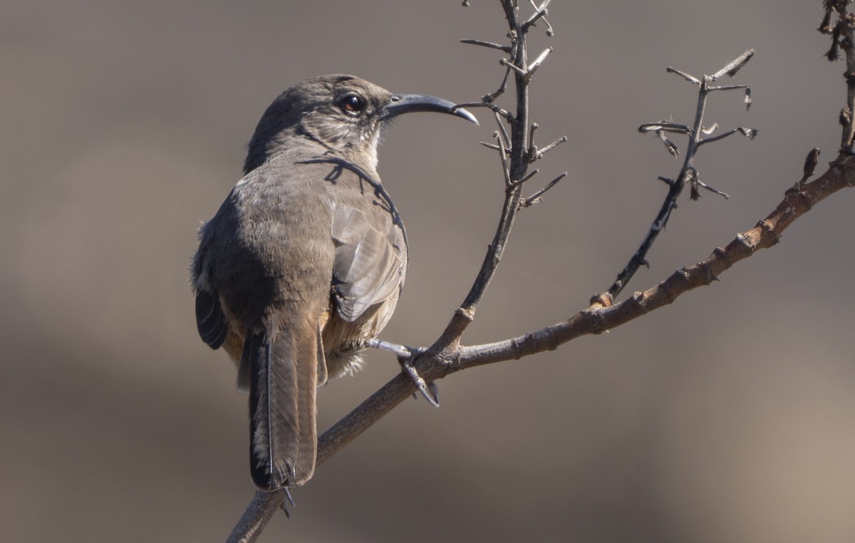California Thrasher - ML642947961