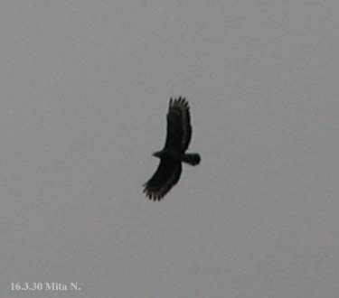 Crested Serpent-Eagle - ML642947962