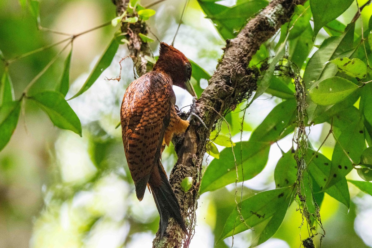 Waved Woodpecker - ML642947965