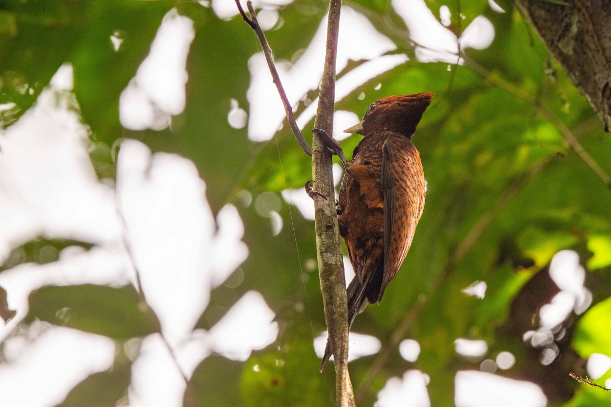 Waved Woodpecker - ML642947966