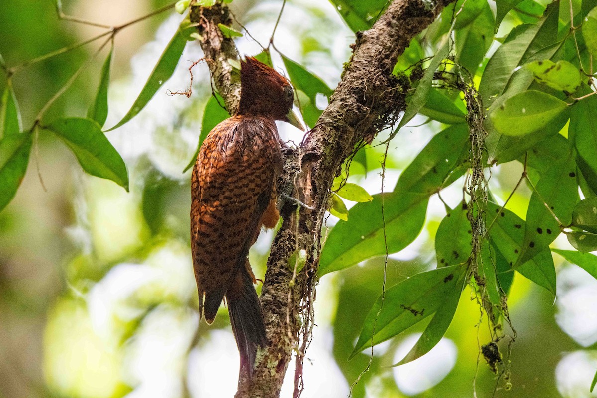 Waved Woodpecker - ML642947967