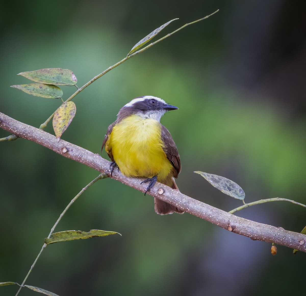 Rusty-margined Flycatcher - ML642947968