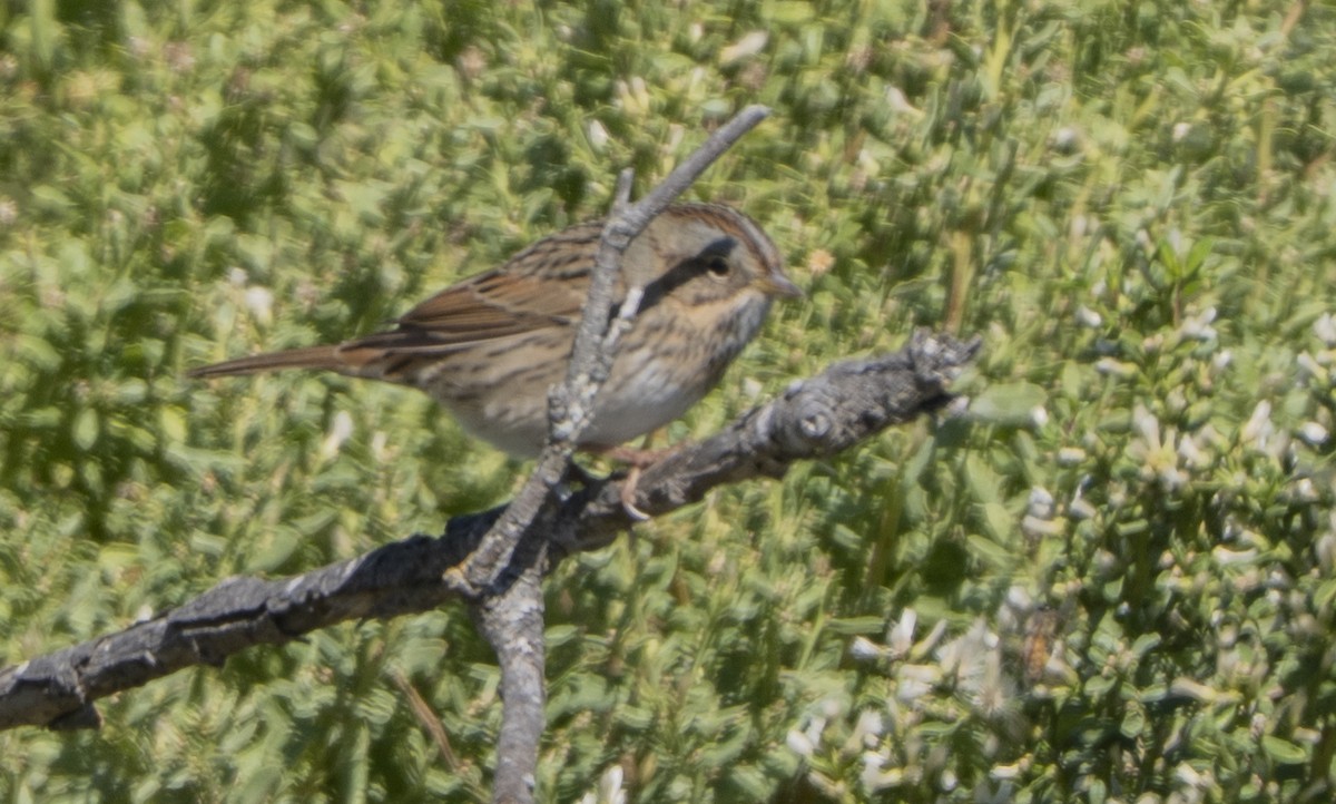 Lincoln's Sparrow - ML642947970
