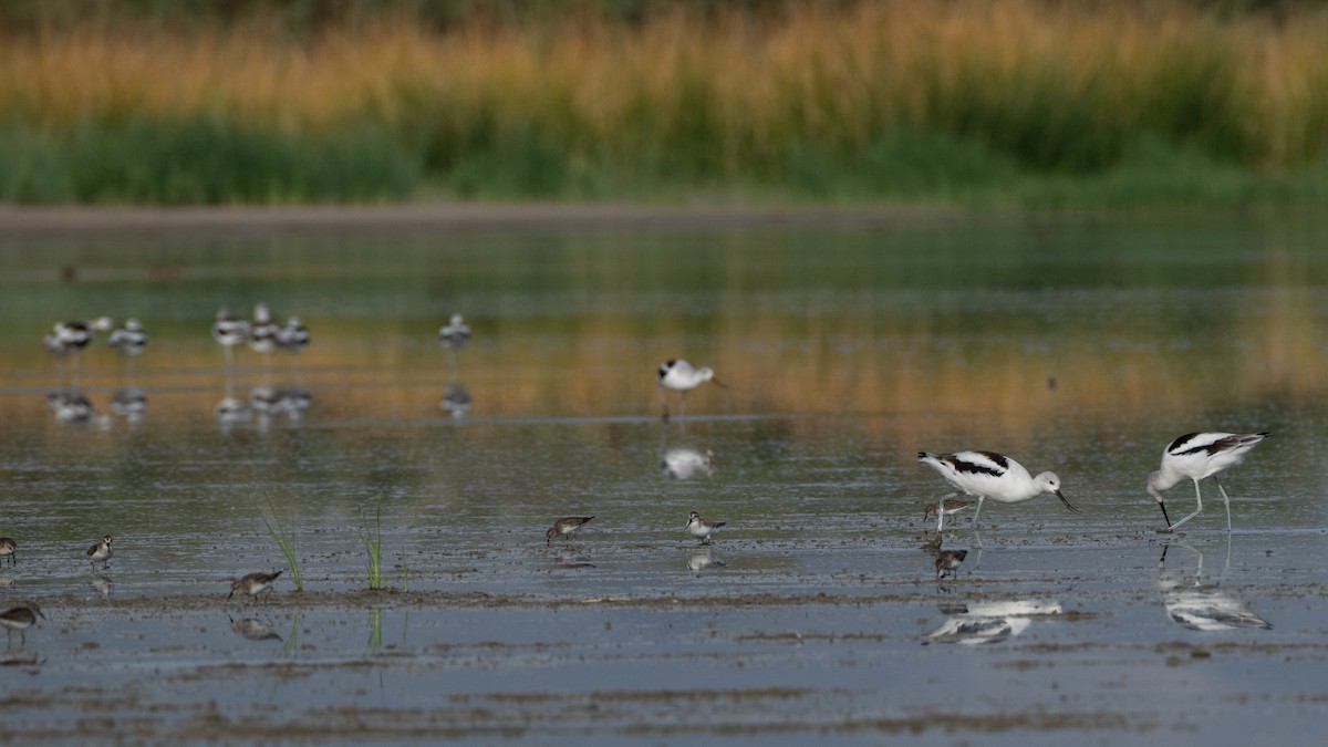 American Avocet - ML642947971